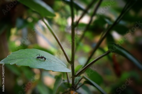 black ants are looking for food on green branches. Work ants are walking on the branches to protect the nest in the forest