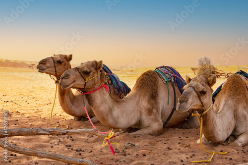 Camels in the desert waiting for tourists