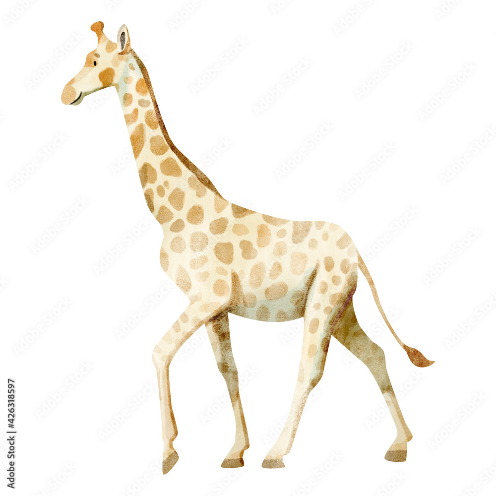 Watercolor illustration of cute giraffe isolated on white Watercolor illustration of cute giraffe isolated on white