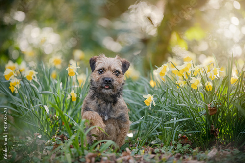 Border Terrier Dog