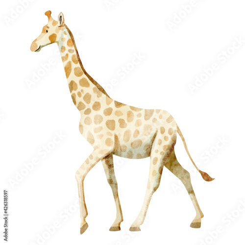 Watercolor illustration of cute giraffe isolated on white