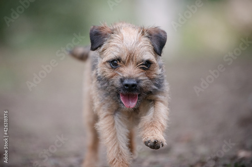 Border Terrier Dog