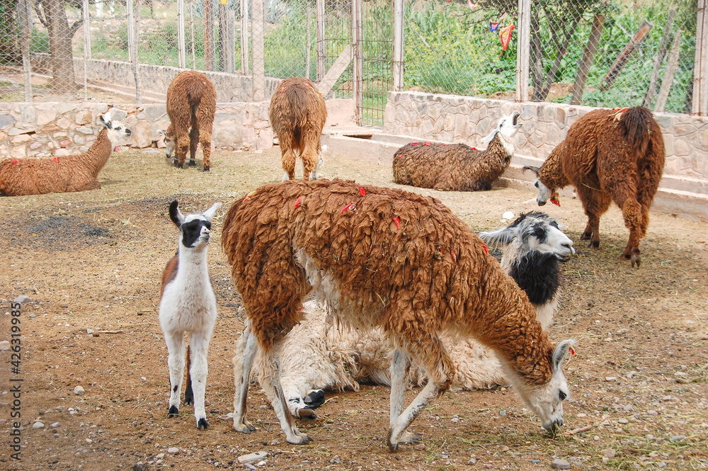 A herd of Llamas including a cria on a farm. Domestic llamas used as meat,  pack