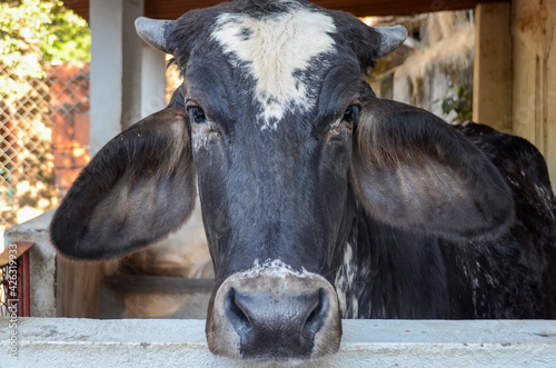 Close up of a black cow head on a farm. Beef and milk cattle on a ranch for meat industry. Agriculture animals. Animal rights and global warming concept.  © OlgaPS