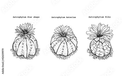 Illustration hand drawn Astrophytum asterias - star shape - kiko cactus with blooming flower - outline 