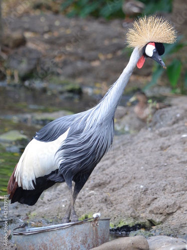 african crowned crane