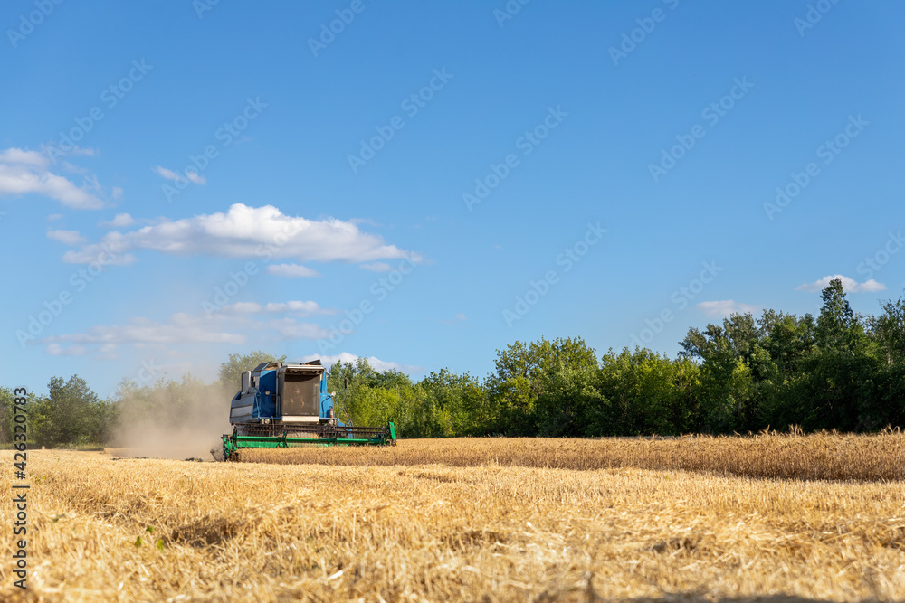 Obraz premium Scenic landscape of ripe golden organic wheat stalk field against blue sky on bright sunny summer day. Cereal crop harvest growth background. Agricultural agribuisness business concept