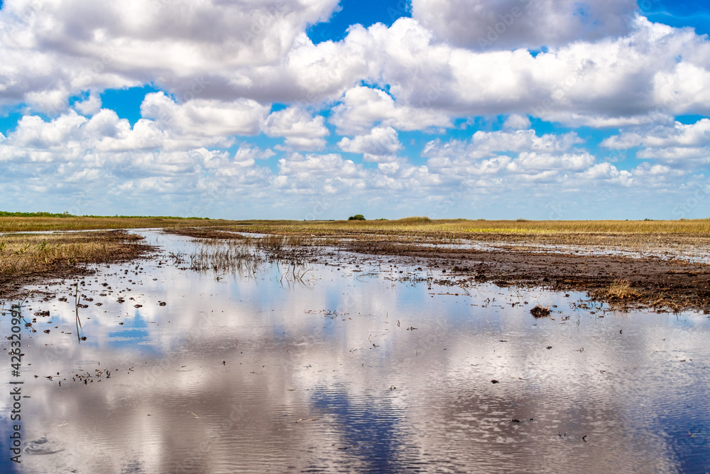 Everglades swamp during a drought period, Florida, USA