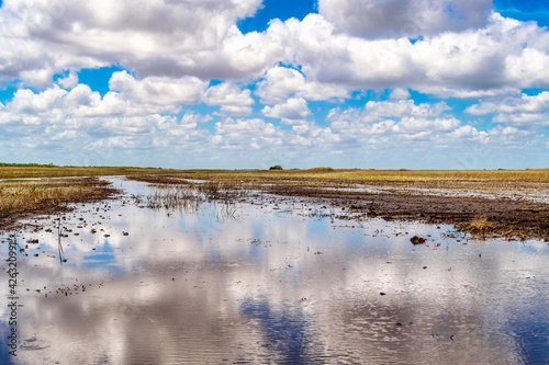 Everglades swamp during a drought period  Florida  USA