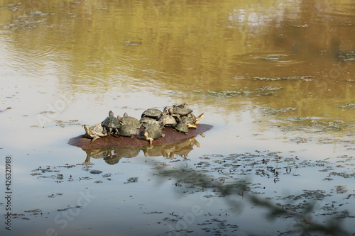 terrapins on the Bach of a hippo © Beate