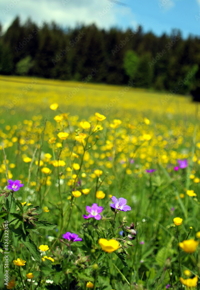 Obraz premium blumenwiese 