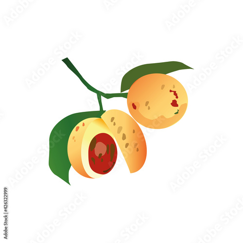Nutmeg, spices, vector illustration, white background  