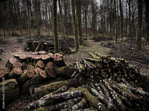 forest management, Forestry work, in a broadleaf forest, Stack of cut tree logs in a Virton forest, Luxembourg, Belgium