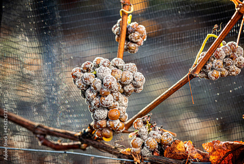 Tableau sur toile Edelfaule Trauben (Botrytis) am Stock hängend, Burgenland, Österreich