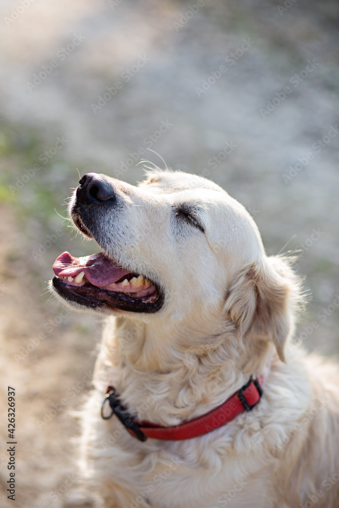 labrador retriever dog sitting in grass meadow, sunset light, close up detail with bokeh, enjoying summer evening, warm colors labrador retriever dog sitting in grass meadow, sunset light, close up detail with bokeh, enjoying summer evening, warm colors
