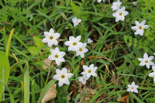 早春の公園に咲くハナニラの白い花