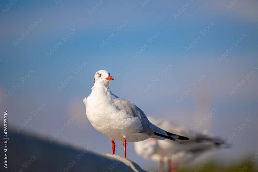 Obraz premium Seagulls at Bang Pu. The cold migratory seagulls from Siberia to the warm regions of Thailand. Making Bang Pu become one of the most important tourist destinations in Thailand.