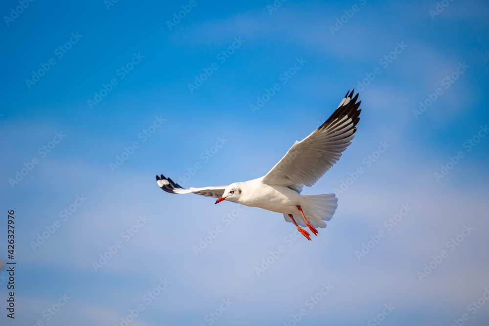 Obraz premium Seagulls at Bang Pu. The cold migratory seagulls from Siberia to the warm regions of Thailand. Making Bang Pu become one of the most important tourist destinations in Thailand.