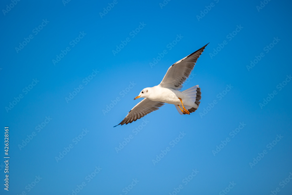 Obraz premium Seagulls at Bang Pu. The cold migratory seagulls from Siberia to the warm regions of Thailand. Making Bang Pu become one of the most important tourist destinations in Thailand.