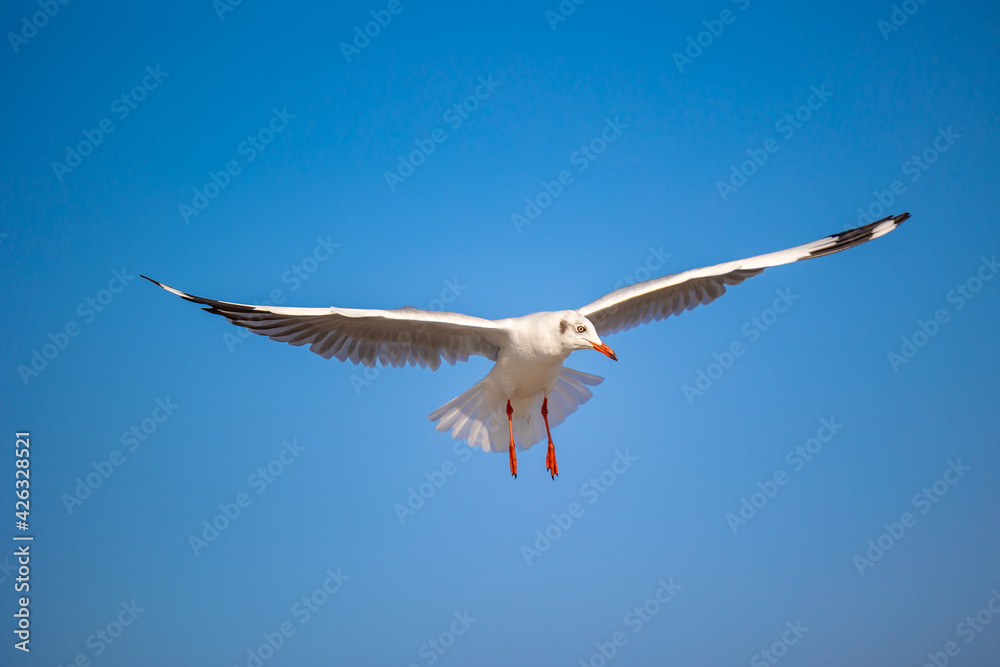 Seagulls at Bang Pu. The cold migratory seagulls from Siberia to the warm regions of Thailand. Making Bang Pu become one of the most important tourist destinations in Thailand. Seagulls at Bang Pu. The cold migratory seagulls from Siberia to the warm regions of Thailand. Making Bang Pu become one of the most important tourist destinations in Thailand.