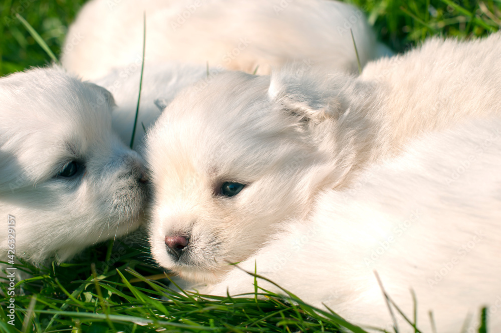 Young Pomski Dog Breed Groomed and Healthy Pomski, an exquisite puppy with a good temperament outdoors on a sunny day Young Pomski Dog Breed Groomed and Healthy Pomski, an exquisite puppy with a good temperament outdoors on a sunny day