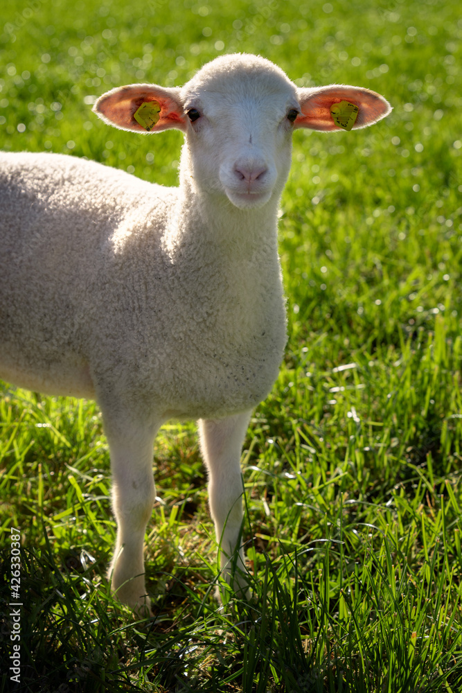 Kleines, junges Lamm auf der Weide Kleines, junges Lamm auf der Weide