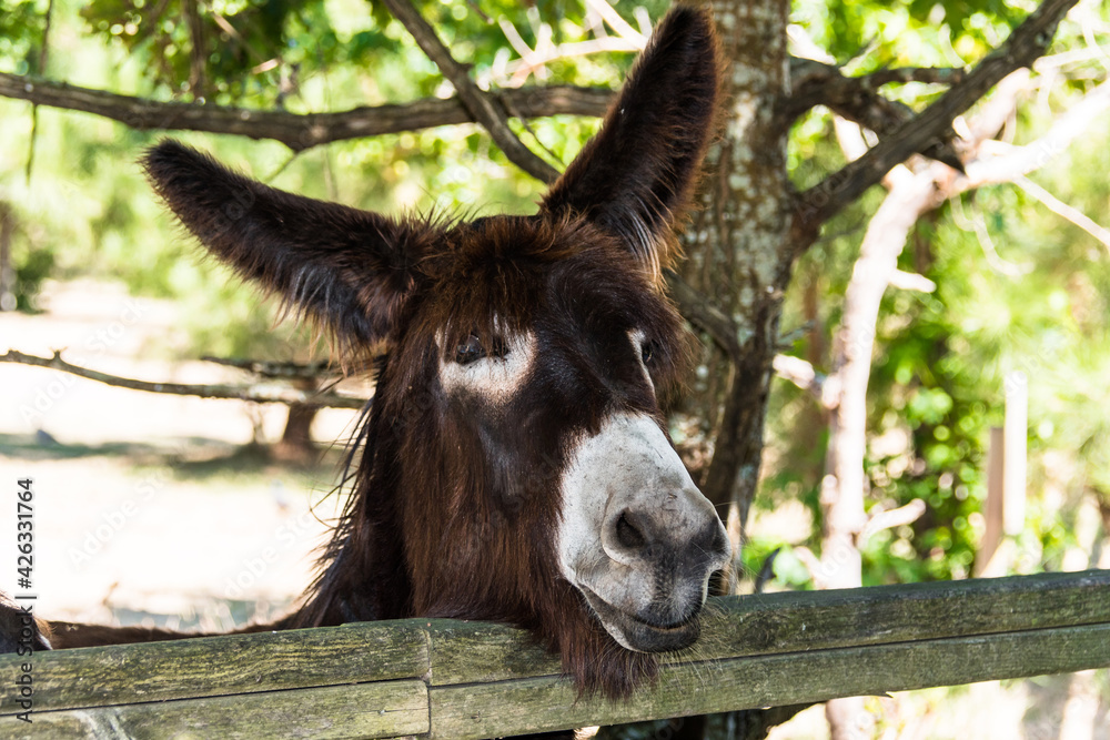 Nice donkey looking behind the wooden fence of the corral