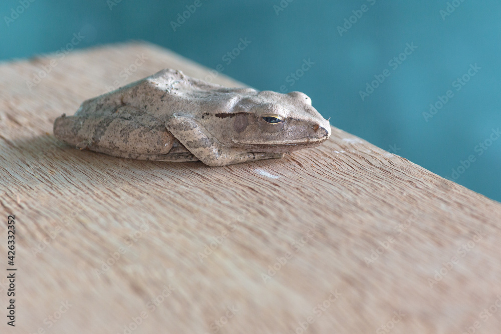 Some kind of animal called tree frog, most found in tropical area. Some kind of animal called tree frog, most found in tropical area.