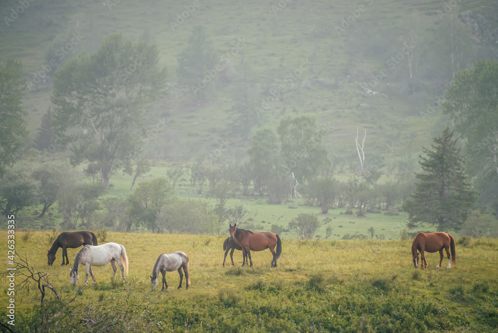 Beautiful horses graze in countryside among trees on background of mountain with forest. Wonderful mountain landscape with white horses and brown horses on hill. Green scenery of mountain countryside. Beautiful horses graze in countryside among trees on background of mountain with forest. Wonderful mountain landscape with white horses and brown horses on hill. Green scenery of mountain countryside.