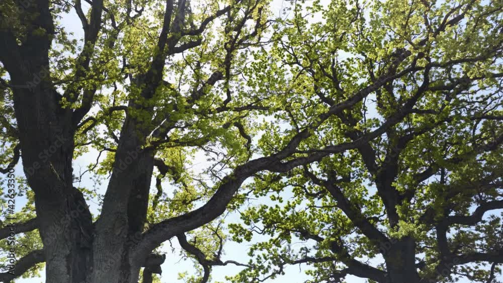 Old oak in the summer field in the wind Old oak in the summer field in the wind