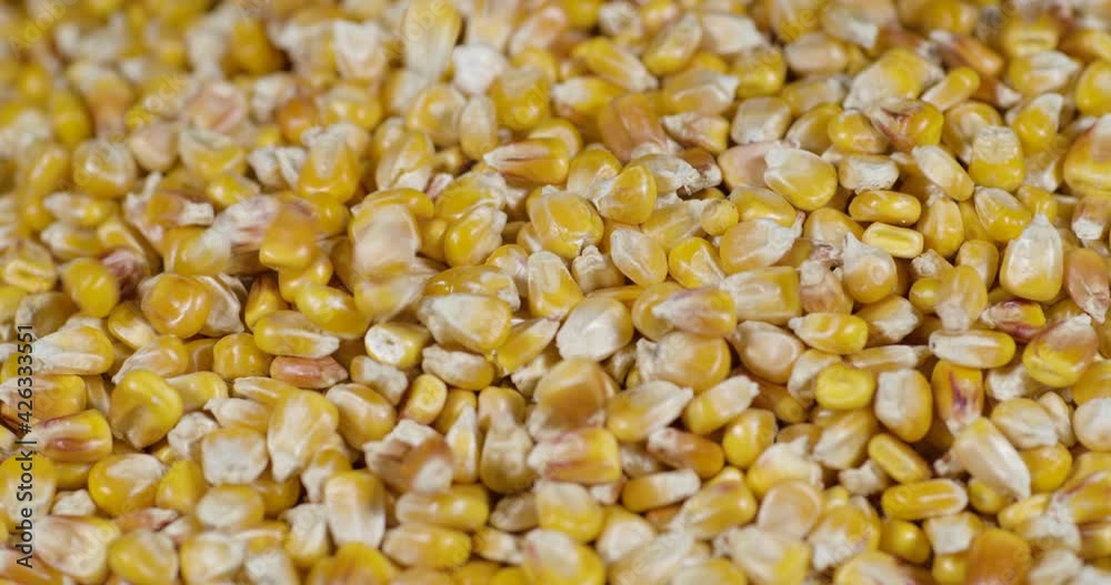 Dried Corn Grains Falling Texture Background Close Up. Close-Up Raw Corn Seeds. GMO Corn Kernels Maize Macro Shot. Organic Healthy Food. Macro View Yellow Grains Kernels Maize Background Food Organic Dried Corn Grains Falling Texture Background Close Up. Close-Up Raw Corn Seeds. GMO Corn Kernels Maize Macro Shot. Organic Healthy Food. Macro View Yellow Grains Kernels Maize Background Food Organic
