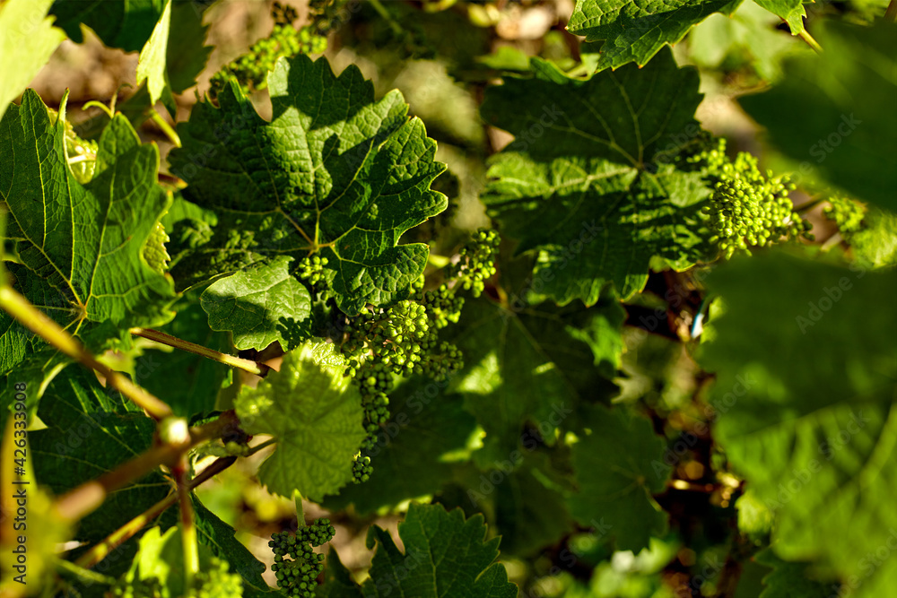 Close up of grape vines. Young leaves of grapes in sunlight Close up of grape vines. Young leaves of grapes in sunlight