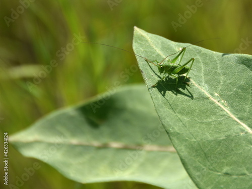 A green grashopper sitting on a leaf