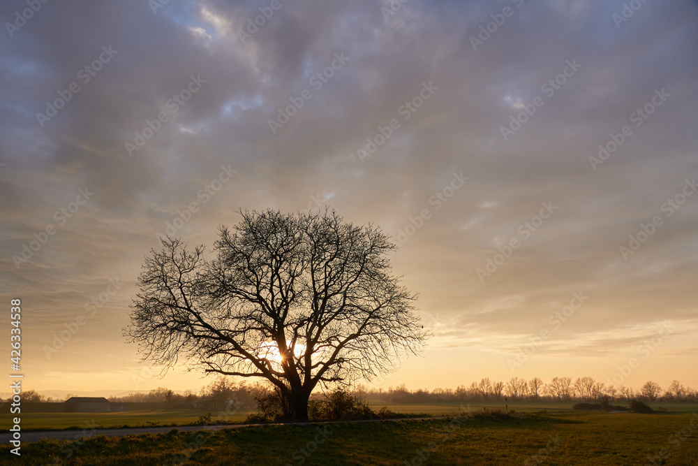 Fototapeta premium Imposanter Nussbaum im Abendlicht