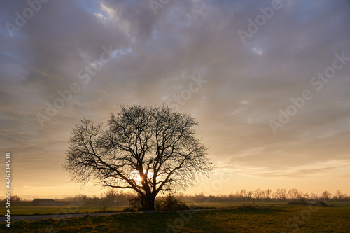 Imposanter Nussbaum im Abendlicht photo