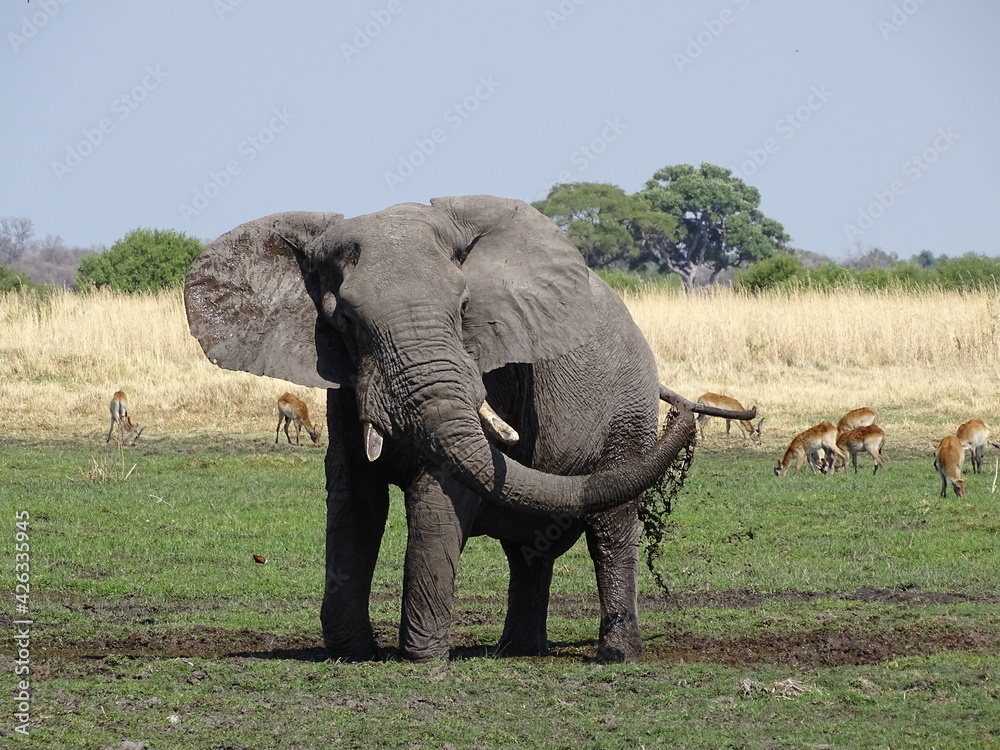 Fototapeta premium elephant playing in the mud