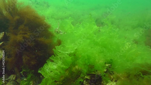 Vast thickets of Sea lettuce (Ulva lactuca) on the seabed. photo