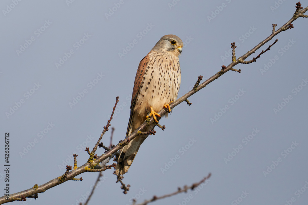 Männlicher Turmfalke im Ansitz auf einem Zweig Männlicher Turmfalke im Ansitz auf einem Zweig