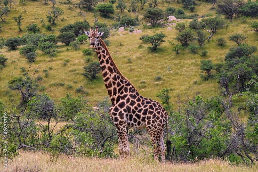 Giraffe in Etosha National Park 