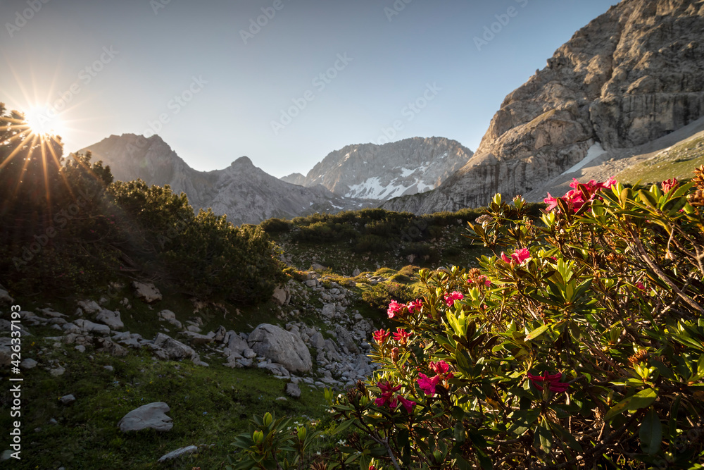 rhododendron flowers at sunrise in mountains