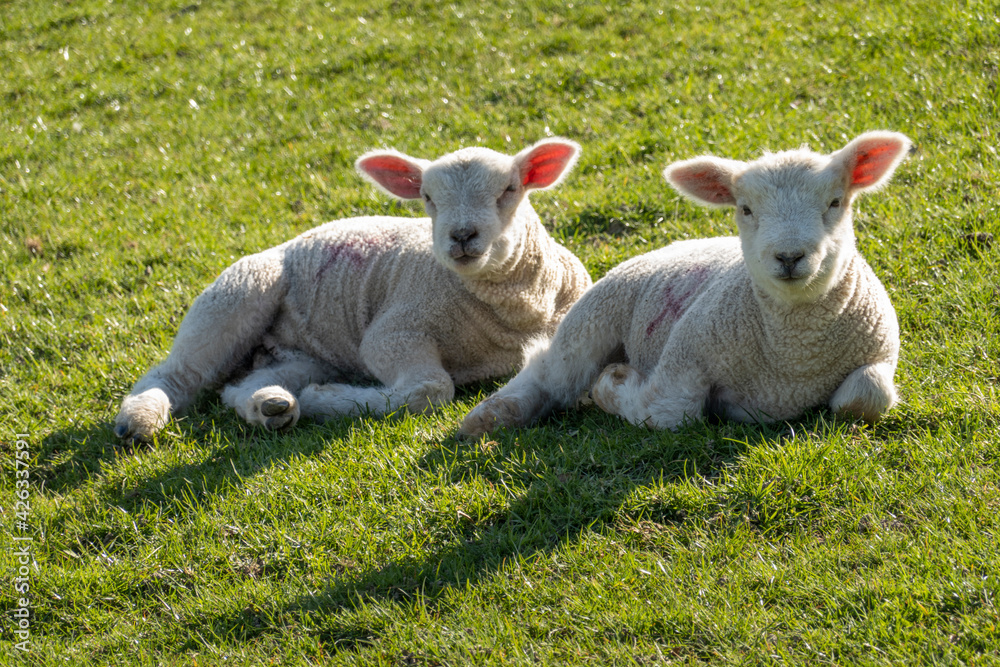 Two white spring lambs lying on green grass in afternoon sunlight - April 4th 2021 Two white spring lambs lying on green grass in afternoon sunlight - April 4th 2021