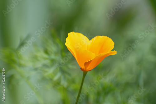 Macro view of lonely fresh bright orange - yellow californian poppy flower.