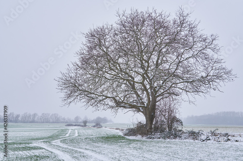 Schneebedeckter Walnussbaum in winterlicher Ackerlandschaft