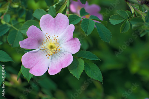 Sprig of  big pink dog-rose flower and green leaves