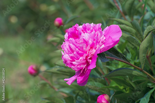 Bush of amazing terry bright  pink  pion flower with long green leaves and some buds
