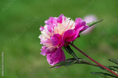 Sprig of amazing terry bright cream - pink  pion flower with long green leaves