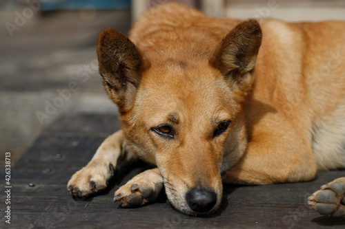 A stray dog ​​sleeps with a sad face © Other Edge