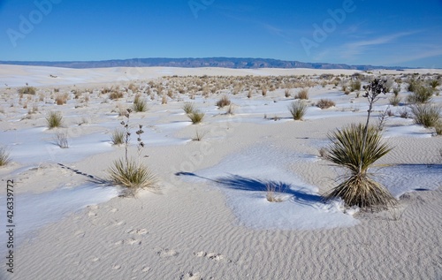 Fototapeta Naklejka Na Ścianę i Meble -  Snow on the ground in White Sands National Park in New Mexico USA