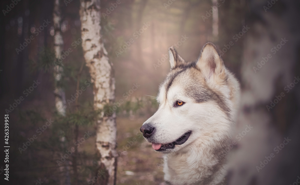 Obraz premium Dreamy portrait of Alaskan Malamute girl in a deciduous forest. Pride and calmness can be seen in the look of the animal. Selective focus on the eyes, blurred background.