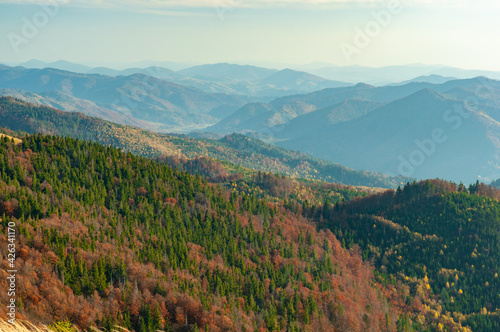 Panorama hills mountain range covered with forest. Nature Carpathians, Ukraine mountain wilderness landscape